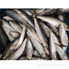 Peixe de sardinha congelada sardella longiceps inteira